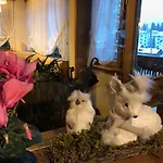 Nevada Cortina dʼAmpezzo